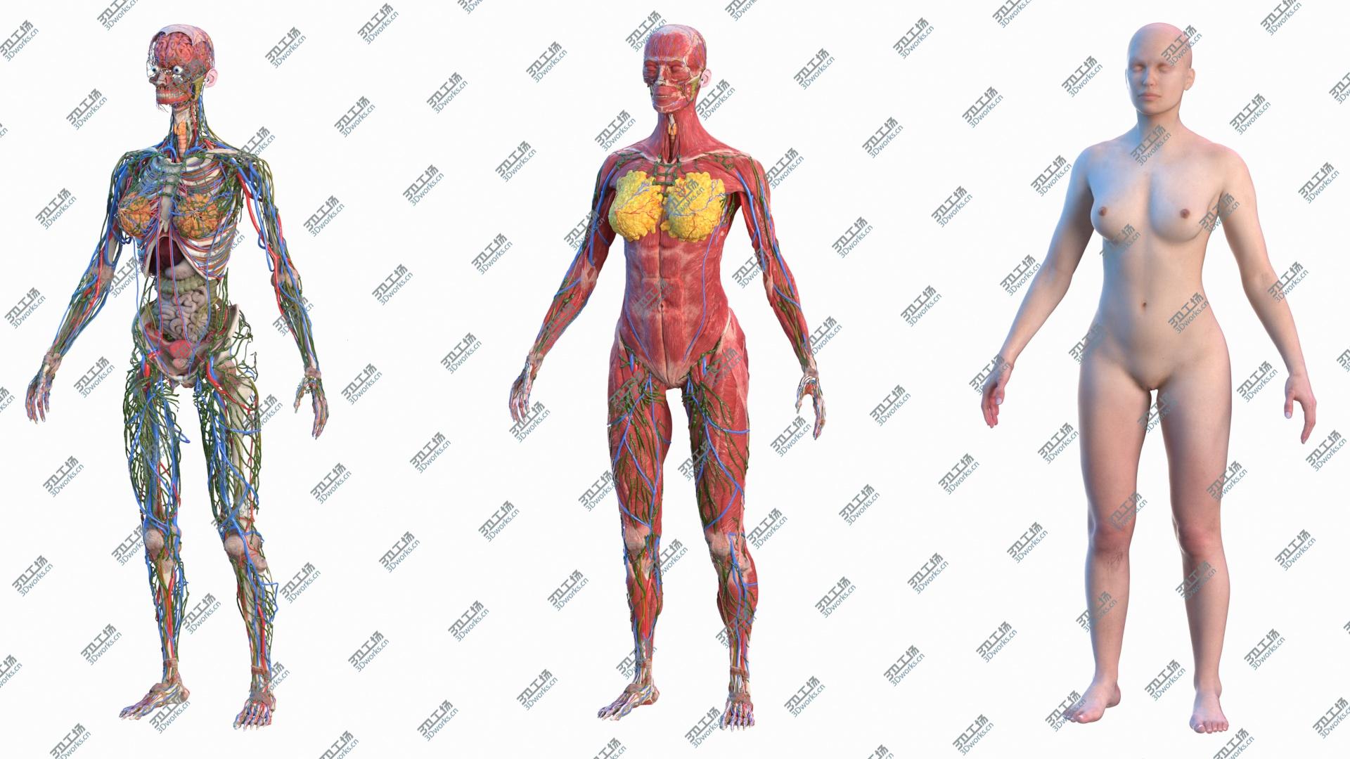 images/goods_img/20210114/Complete Female Body Anatomy 3D model/3.jpg